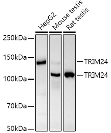 TRIM24 Rabbit Monoclonal Antibody