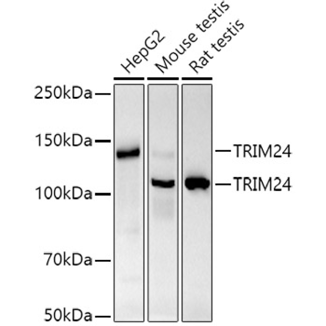 TRIM24 Rabbit Monoclonal Antibody