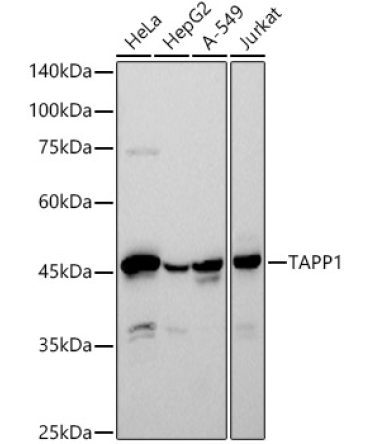 TAPP1 Rabbit Monoclonal Antibody
