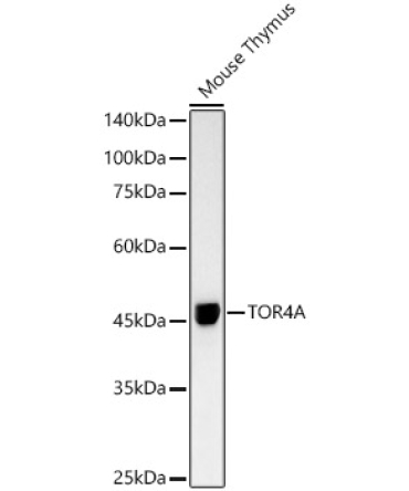 TOR4A Rabbit Monoclonal Antibody