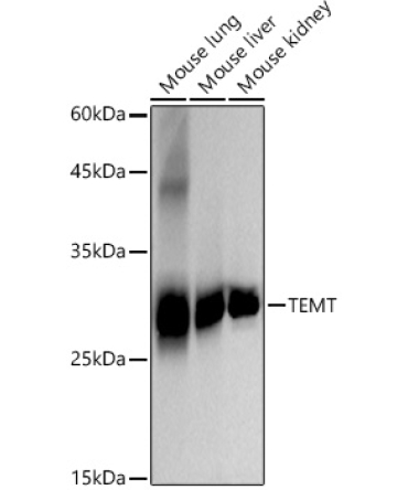 TEMT Rabbit Monoclonal Antibody