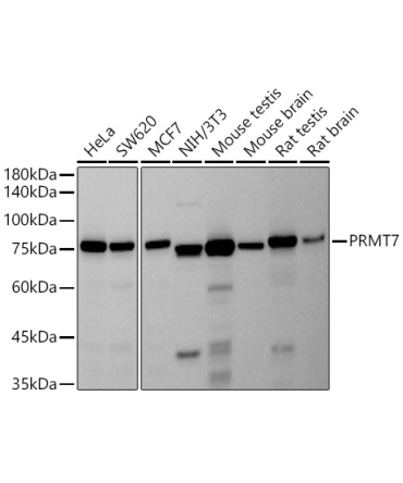 PRMT7 Rabbit Monoclonal Antibody