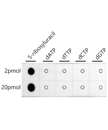 Pseudouridine / 5-ribosyluracil Rabbit Monoclonal Antibody