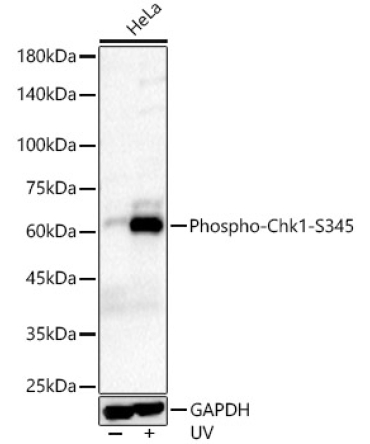 Phospho-Chk1-S345 Rabbit Monoclonal Antibody