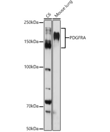 PDGFR alpha Rabbit Polyclonal Antibody