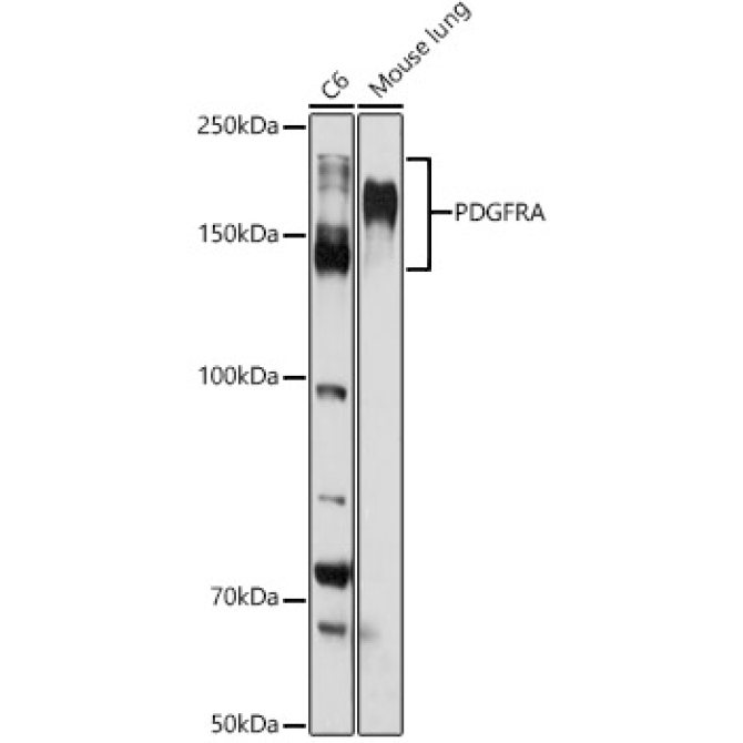 PDGFR alpha Rabbit Polyclonal Antibody