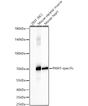 PKM1-specific Rabbit Monoclonal Antibody