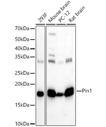 Pin1 Rabbit Polyclonal Antibody
