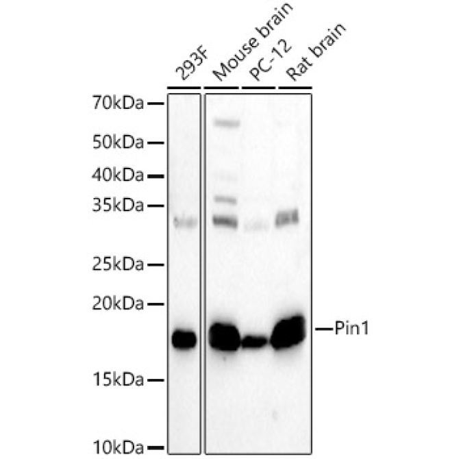 Pin1 Rabbit Polyclonal Antibody