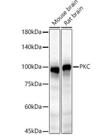 PKC epsilon Rabbit Polyclonal Antibody
