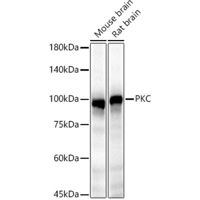 PKC epsilon Rabbit Polyclonal Antibody