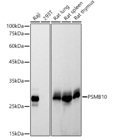 PSMB10 Rabbit Monoclonal Antibody