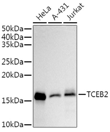 TCEB2 Rabbit Monoclonal Antibody