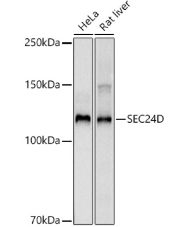 SEC24D Rabbit Monoclonal Antibody