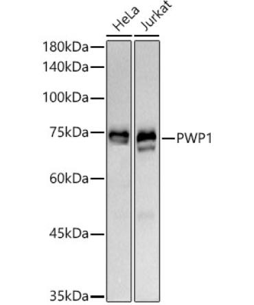 PWP1 Rabbit Monoclonal Antibody