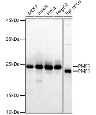 PMF1 Rabbit Monoclonal Antibody