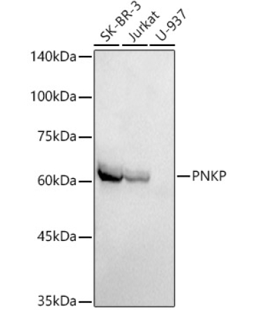 PNKP Rabbit Monoclonal Antibody