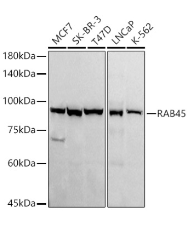 RAB45 Rabbit Monoclonal Antibody