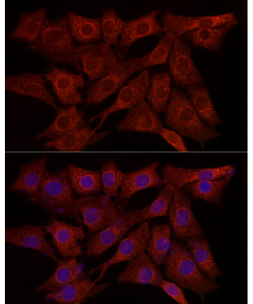SYPL1 Rabbit Polyclonal Antibody