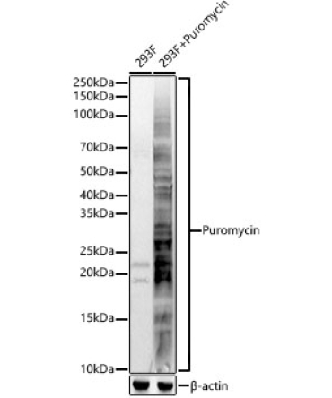 Puromycin Rabbit Polyclonal Antibody