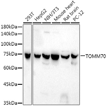 TOM70 Rabbit Monoclonal Antibody