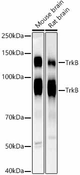TrkB Rabbit Monoclonal Antibody