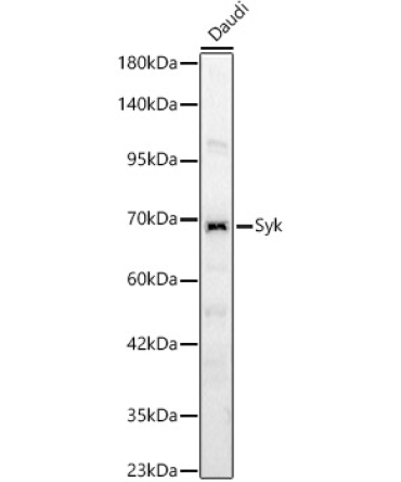 Syk Rabbit Polyclonal Antibody