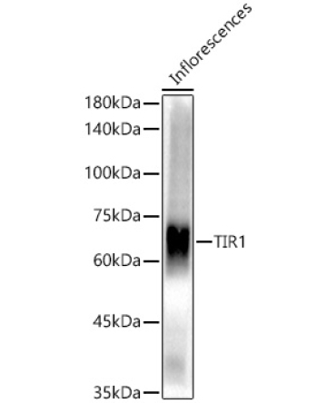 TIR1 Rabbit Polyclonal Antibody