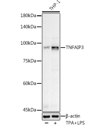 TNFAIP3 Rabbit Polyclonal Antibody