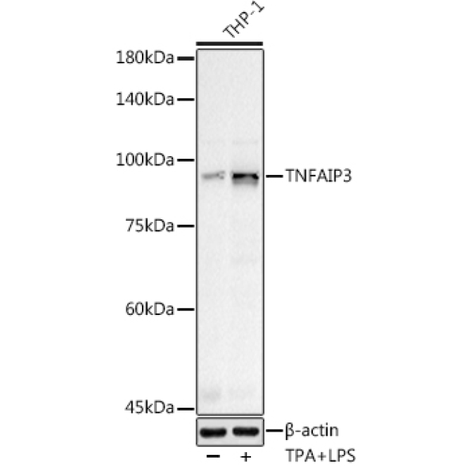 TNFAIP3 Rabbit Polyclonal Antibody