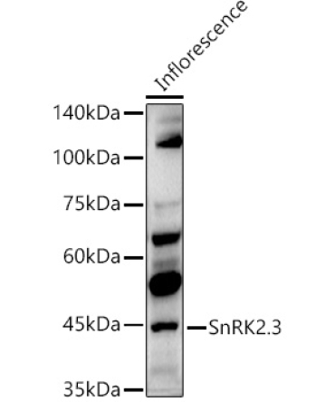 SnRK2.3 Rabbit Polyclonal Antibody