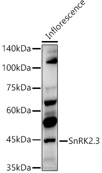 SnRK2.3 Rabbit Polyclonal Antibody