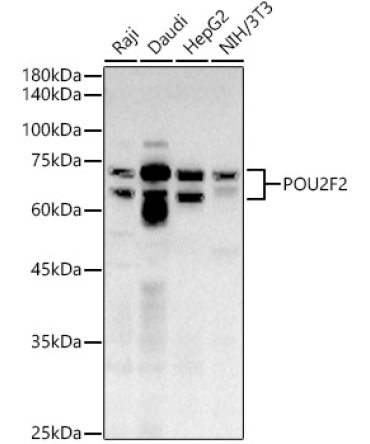 POU2F2 Rabbit Polyclonal Antibody