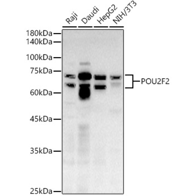 POU2F2 Rabbit Polyclonal Antibody