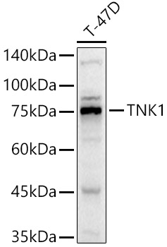 TNK1 Rabbit Polyclonal Antibody