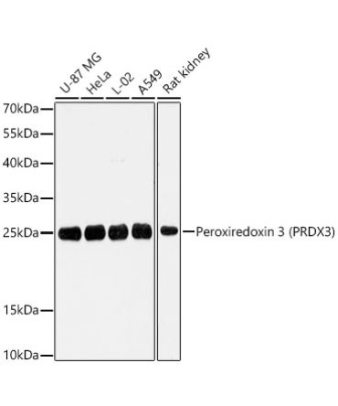 Peroxiredoxin 3 (PRDX3) Rabbit Polyclonal Antibody