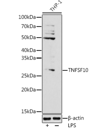 TNFSF10 Rabbit Polyclonal Antibody