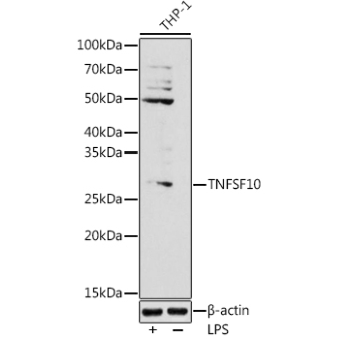 TNFSF10 Rabbit Polyclonal Antibody
