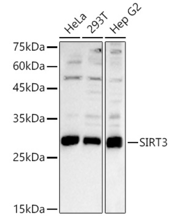 SIRT3 Rabbit Polyclonal Antibody