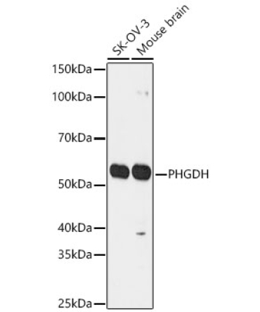 PHGDH Rabbit Polyclonal Antibody