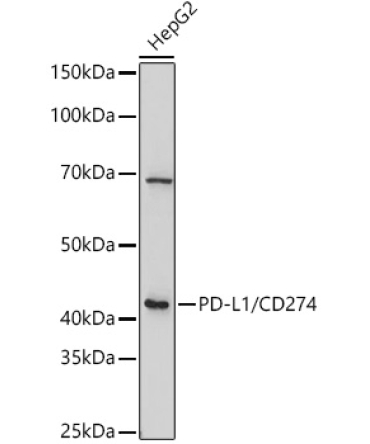 PD-L1/CD274 Rabbit Polyclonal Antibody