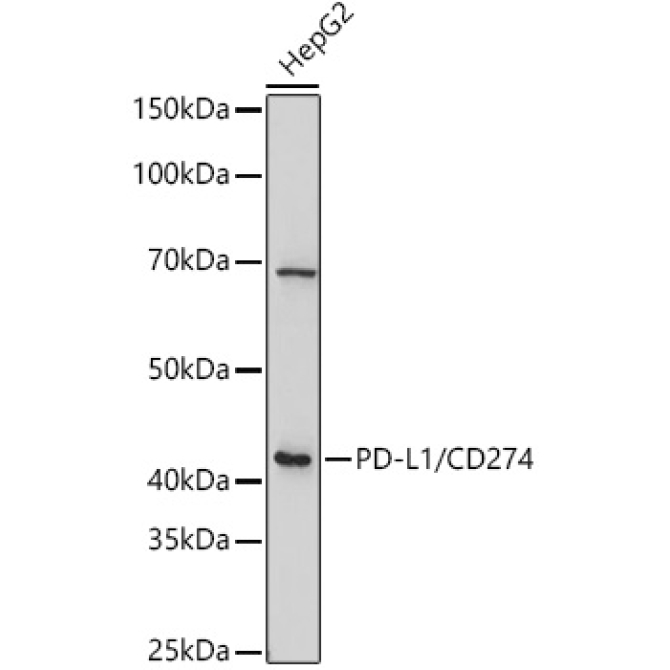 PD-L1/CD274 Rabbit Polyclonal Antibody