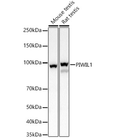 PIWIL1 Rabbit Polyclonal Antibody