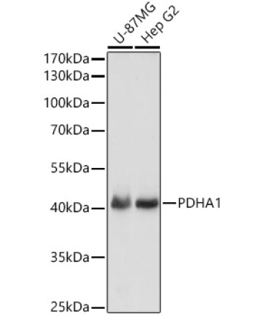 PDHA1 Rabbit Polyclonal Antibody