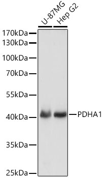 PDHA1 Rabbit Polyclonal Antibody