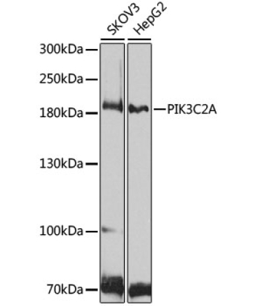 PIK3C2A Rabbit Polyclonal Antibody