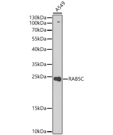 RAB5C Rabbit Polyclonal Antibody