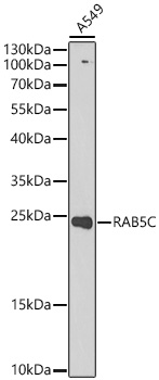 RAB5C Rabbit Polyclonal Antibody