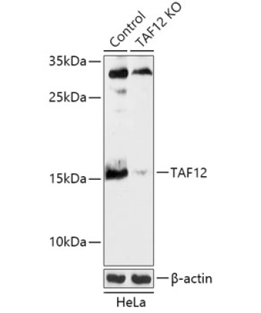 TAF12 Rabbit Polyclonal Antibody