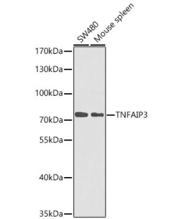 TNFAIP3 Rabbit Polyclonal Antibody